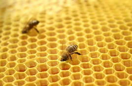 真正的蜂胶是什么样的