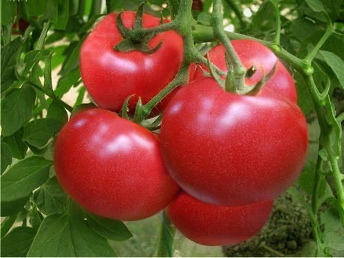 吃番茄能壮阳吗