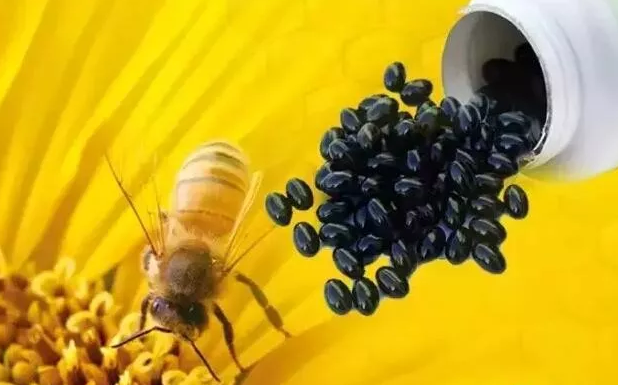 蜂胶怎么吃每天吃多少