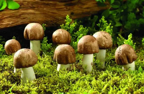 蘑菇的功效与作用以及营养价值