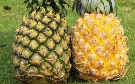 凤梨和菠萝是一样的吗