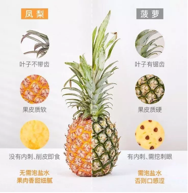 凤梨是不是菠萝的一种，它们有什么区别