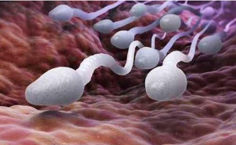 精子是怎么产生的,怎么形成的