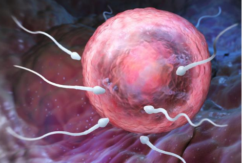 男人的精子怎样形成的，精子如何产生的呢