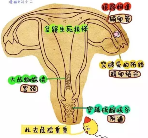 卵子和精子结合的过程