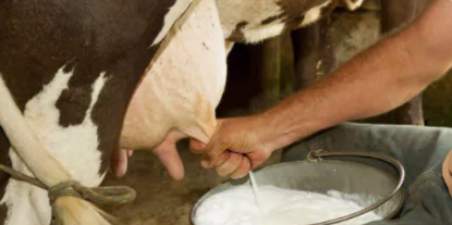 挤奶法两个月会变大吗