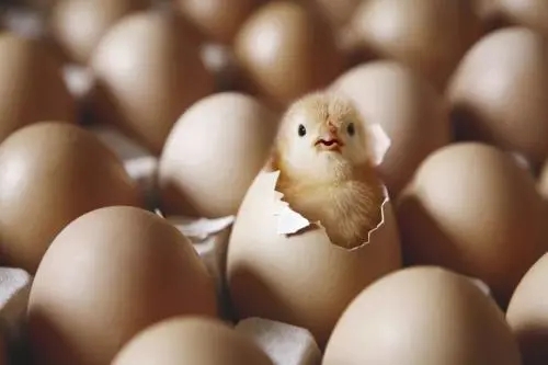 鸡蛋加什么吃壮阳持久