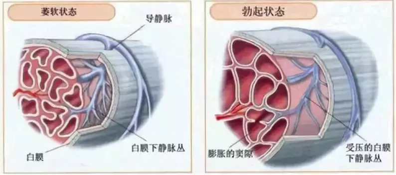 丁丁可以后天增粗增大吗