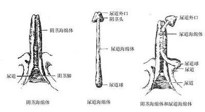 促进海绵体生长的方法