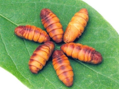 蚕蛹长期吃对男性的作用