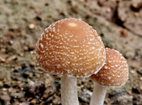 丁丁为什么是蘑菇状