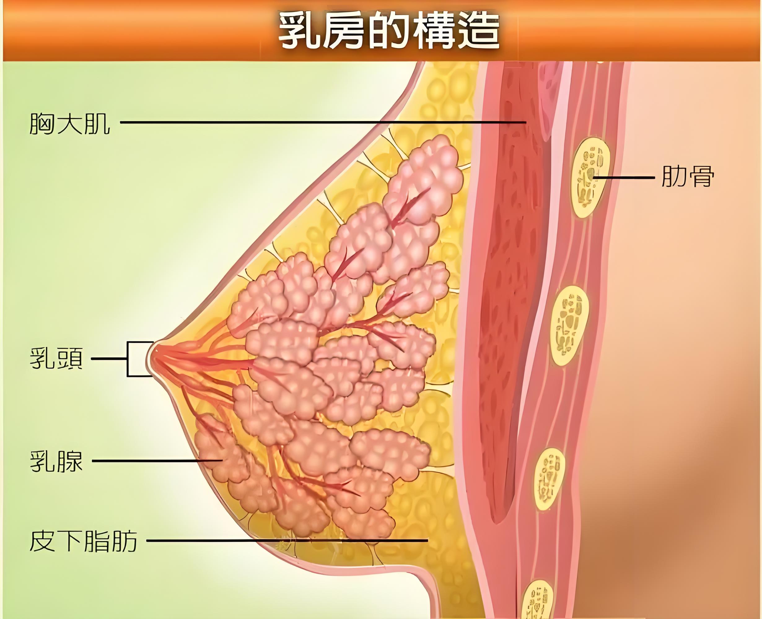 女人胸的图片