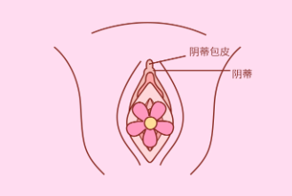 c点是女生什么位置